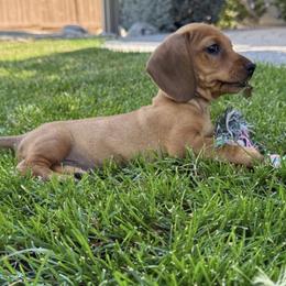 Dachshund Puppies from Pine & Pasture Dachshunds