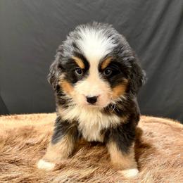 Barkley - Black rust and white male Bernese Mountain Dog puppy in Alabama from Dogwood Creek Bernese