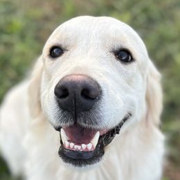 Indy - Golden Retriever