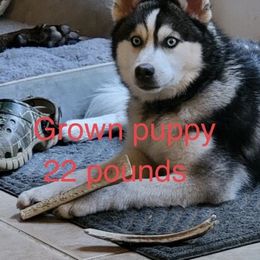 Pomeranian and Pomsky All Grown Up from High Quality Pomeranians