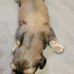 Dachshund Puppies from CLARK'S BREEDING PROGRAM