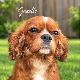 Gazelle - Cavalier King Charles Spaniel