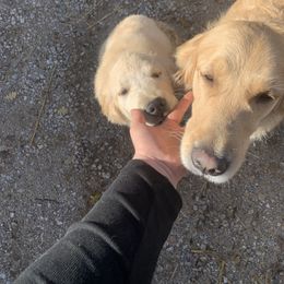 Golden Retriever Puppies from Golden Stone Retrievers ext.