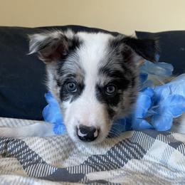 Boy 1 - Blue merle Border Collie puppy in Columbus, Ohio from Laura & Leila Johnson's Border Collies