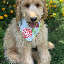 Goldendoodle, Labradoodle, and Poodle All Grown Up from Sugar Fig Kennel