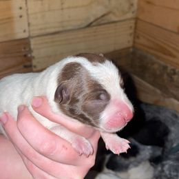 Australian Cattle Dog Puppies from Twisted C Heelers