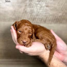 Kyle - Red  male Goldendoodle puppy in Abilene, Texas from Mesquite Kennels