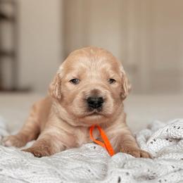 Phoebe Buffay, Girl - Apricot female Goldendoodle puppy in Maricopa, Arizona from Desert Ridge Doodles