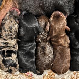 Dachshund puppies from Texas Regal Dachshunds LLC