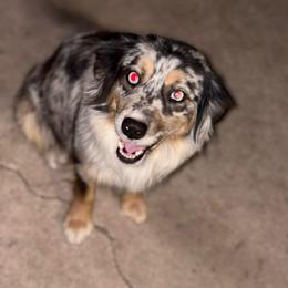 Toast - Blue merle female Australian Shepherd puppy in Lubbock, Texas from REKN’ Kennel Aussies