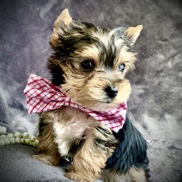 Yorkshire Terrier Puppies from Evermore Yorkies