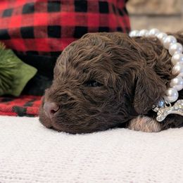 Amber - Brown female Lagotto Romagnolo puppy in West Jordan, Utah from Salt Lake Lagotto