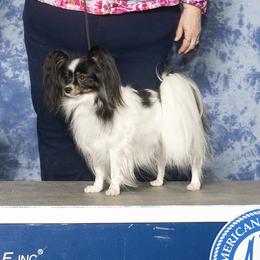 Papillon All Grown Up from DejaVu Papillons