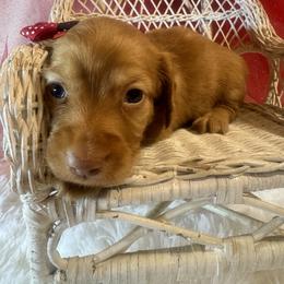 Girl 2 - Red female Dachshund puppy in Polo, Missouri from Blue Tails Farm