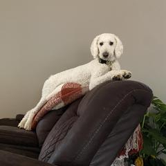 Ellie - Goldendoodle