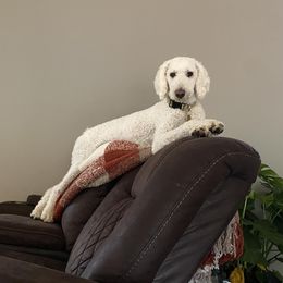 Ellie - Goldendoodle