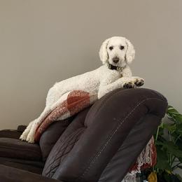 Ellie - Goldendoodle