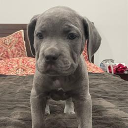 Cadet - Gray male Cane Corso puppy in San Isidro, Texas from MTZCC Ranch, LLC