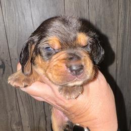 Gimli - Black and tan male Beagle puppy in Viper, Kentucky from Mountain Top
