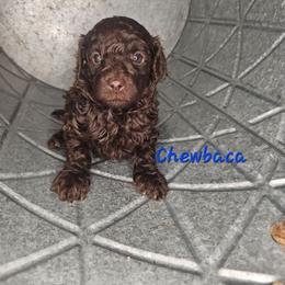 Chewbacca - Brown and white male Cockapoo puppy in Fort White, Florida from Jade