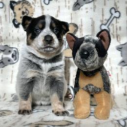 Kai - Blue female Australian Cattle Dog puppy in Olive Hill, Kentucky from Tompkins Farm