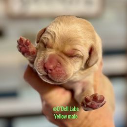 Boy 3 - Yellow male Labrador Retriever puppy in Sullivan, Missouri from O’Dell Labs