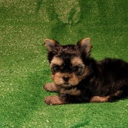 Yorkshire Terriers from Kristie's Babydoll Yorkies
