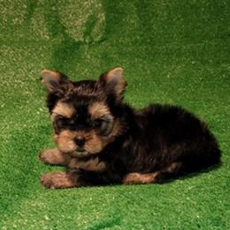 Yorkshire Terriers from Kristie's Babydoll Yorkies