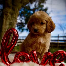 Poppy - Apricot female Goldendoodle puppy in Mc Arthur, California from California Golden Love