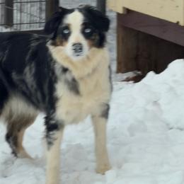 Nollie - Australian Shepherd