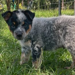Green Boy - Blue male Australian Cattle Dog puppy in Aiken, South Carolina from Rusty Blue Dog Farm