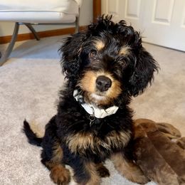 Aussiedoodle and Australian Shepherd Puppies from Autumn's Aussies