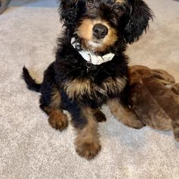 Aussiedoodle and Australian Shepherd Puppies from Autumn's Aussies