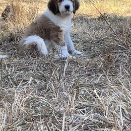 Saint Berdoodle Puppies from Country Manor Saint Berdoodles