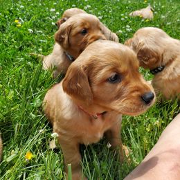 Golden Retriever Puppies from Emma's Golden Puppers