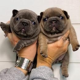 French Bulldog Puppies from Emeraldfrenchies