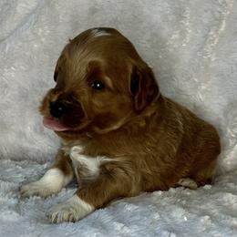 Chartreuse collar boy - Apricot male Goldendoodle puppy in Fairfield, California from Twin Sisters Doodles