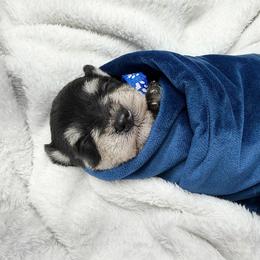 Blue - Black and silver male Miniature Schnauzer puppy in Sevierville, Tennessee from A&J Miniature Schnauzers