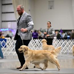 Tundra - Golden Retriever