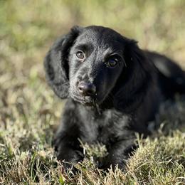 Dachshund Puppies from L & J Kennel