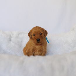 Golden Retriever Puppies from Golden Wiggle Retrievers