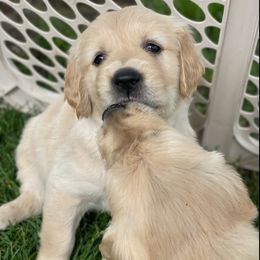 Golden Retrievers from Cedar Ridge AKC Golden Retriever Puppies