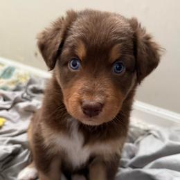 Moana - Red tri-color female Australian Shepherd puppy in East Hartford, Connecticut from CT Aussies