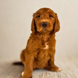 Green girl - Red  female Goldendoodle puppy in Valdese, North Carolina from Doodling All Day Goldendoodles