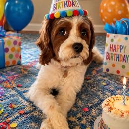 Cookie - Cavapoo