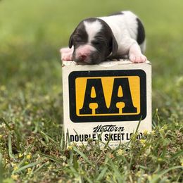 Brittany Puppies from HillTop Brittany Kennel