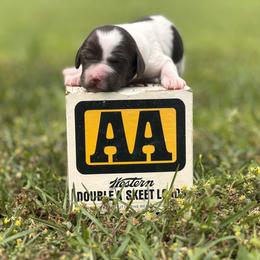 Brittany Puppies from HillTop Brittany Kennel