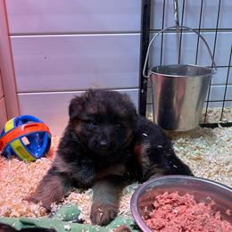 Girl 2 - Black and red female German Shepherd puppy in Puyallup, Washington from Majestic Royal German Shepherd’s