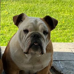 Gertie - Bulldog