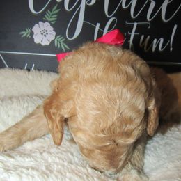 Goldendoodle and Poodle Puppies from David & Patricia Elliott